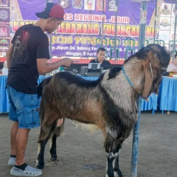 Harga Kambing Menurun, Kontes Jerabang di Ponorogo Diharapkan Meningkatkan Perekonomian