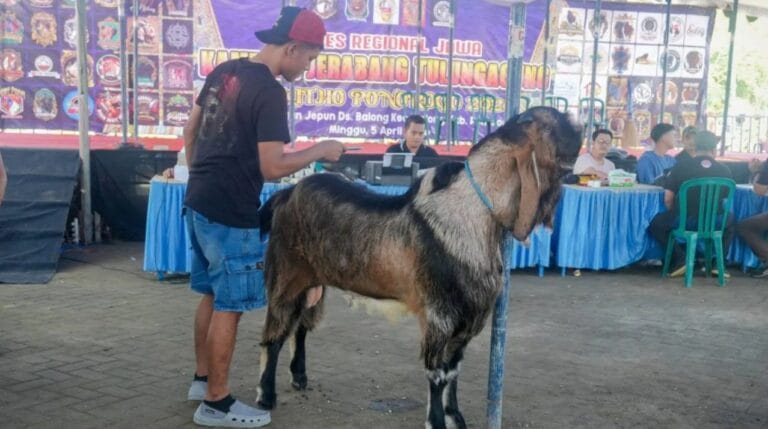 Harga Kambing Menurun, Kontes Jerabang di Ponorogo Diharapkan Meningkatkan Perekonomian